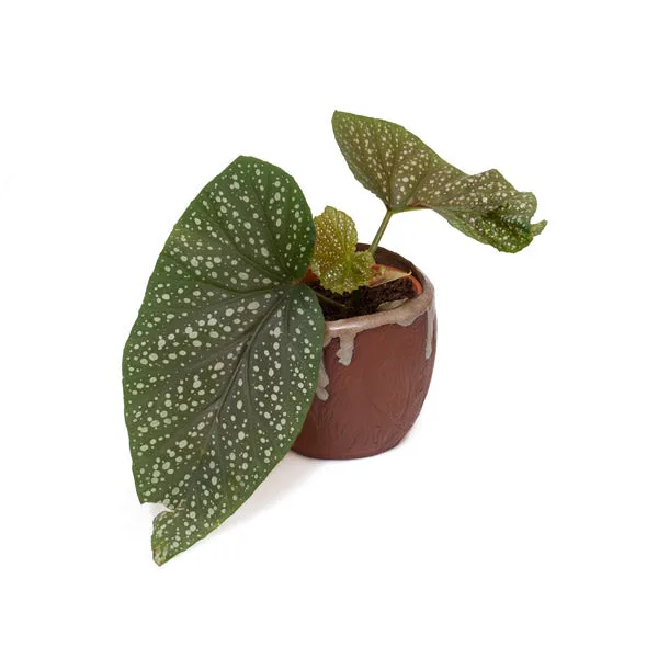 Palm Tree Plant Pot