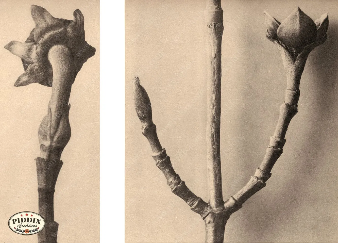 PDXC20185 -- Macro Sepia Tree Bud