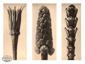 PDXC20242 -- Three Flower Seeds