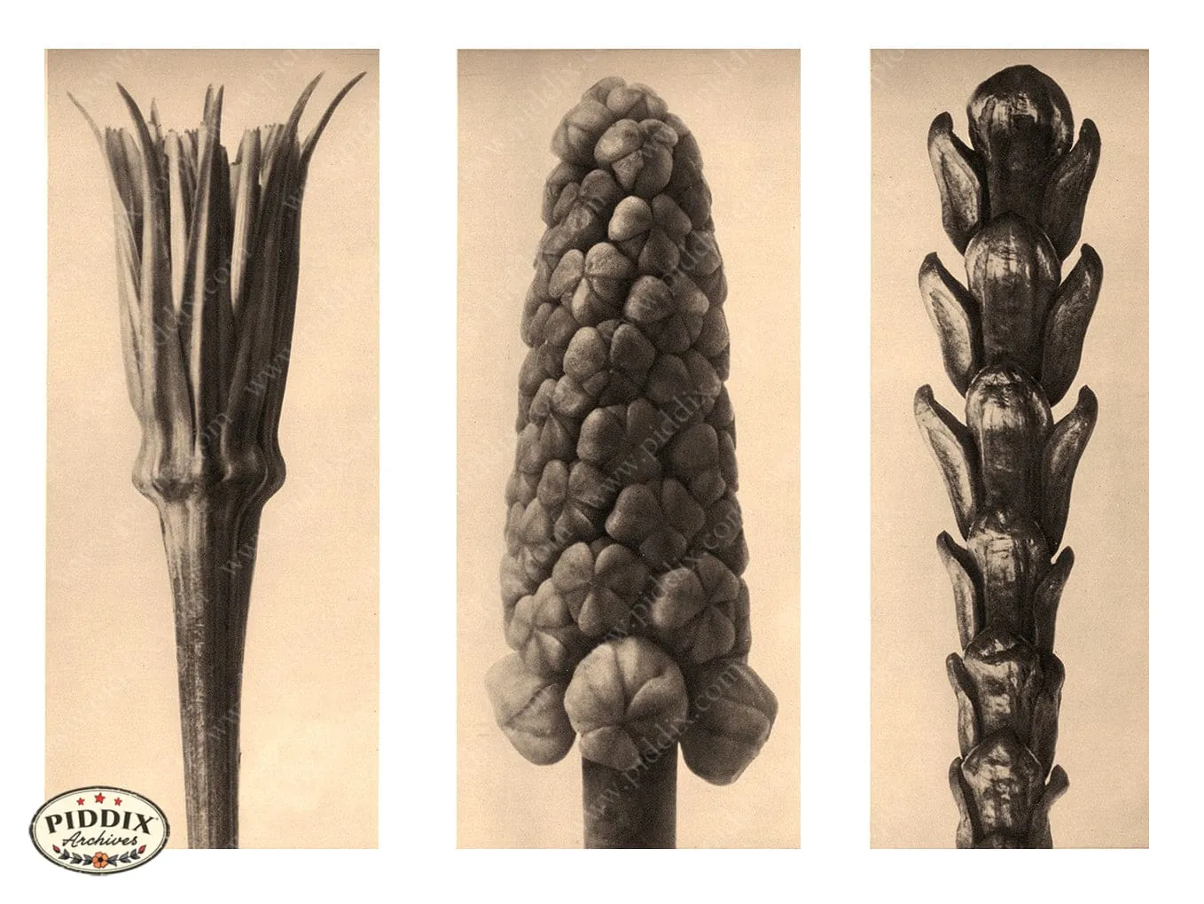 PDXC20242 -- Three Flower Seeds