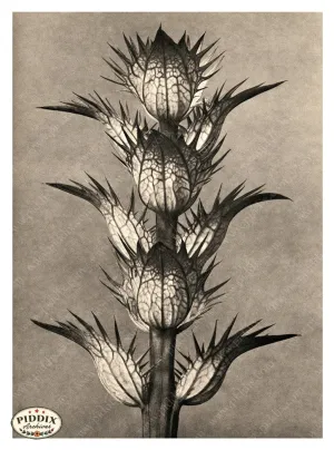 PDXC20256 -- Black and White Spiky Leaves