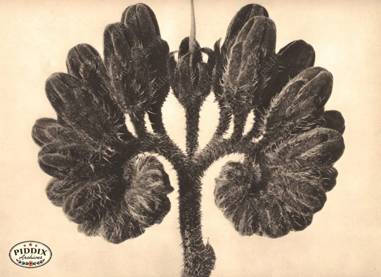 PDXC20257 -- Sepia Stem and Flower